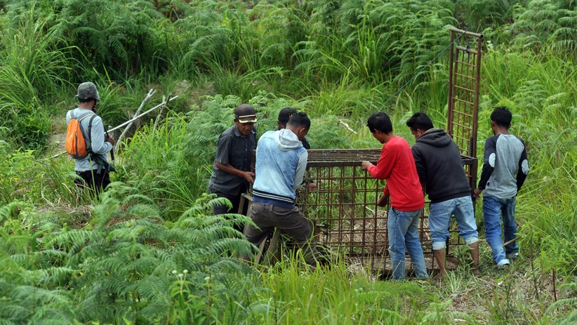 Buru Harimau yang Terkam Warga Merangin, Polisi dan BKSDA Pasang Perangkap