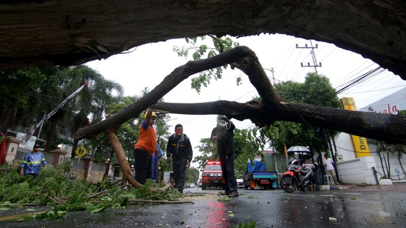 Pohon Tumbang Tutup Jalan Utama Banyuwangi - Bagian 1