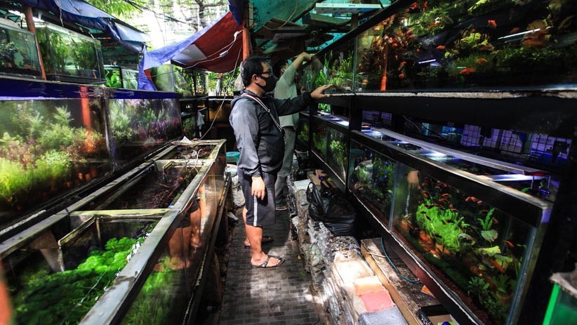 Berburu Ikan Hias di Pasar Sumenep Menteng - Bagian 3