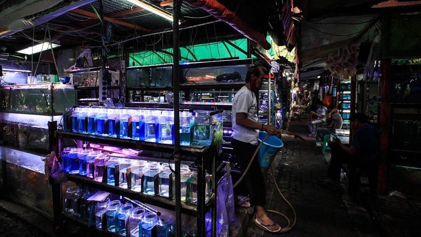 Berburu Ikan Hias di Pasar Sumenep Menteng - Bagian 4