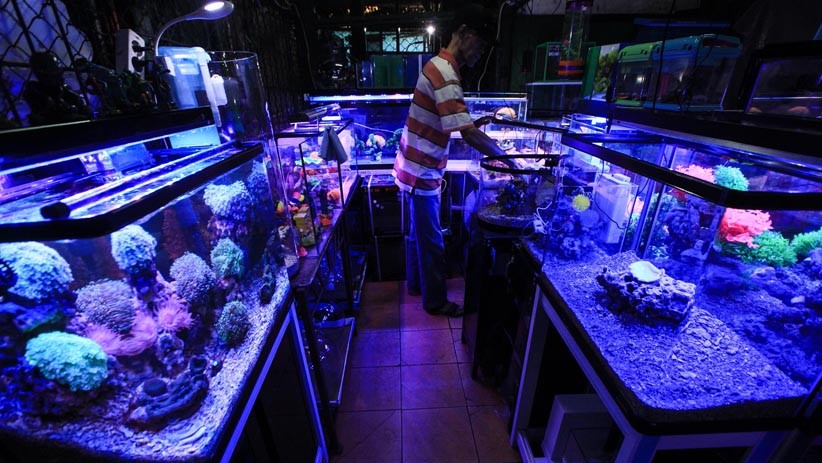 Berburu Ikan Hias di Pasar Sumenep Menteng - Bagian 2