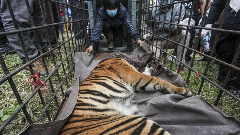Harimau Sumatera Kena Perangkap setelah Masuk Permukiman Warga Solok - Bagian 1