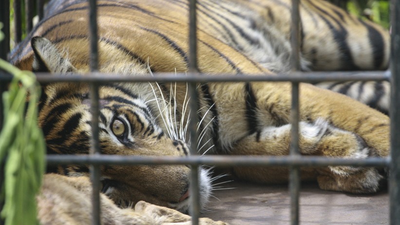 Harimau Sumatera Kena Perangkap setelah Masuk Permukiman Warga Solok - Bagian 2