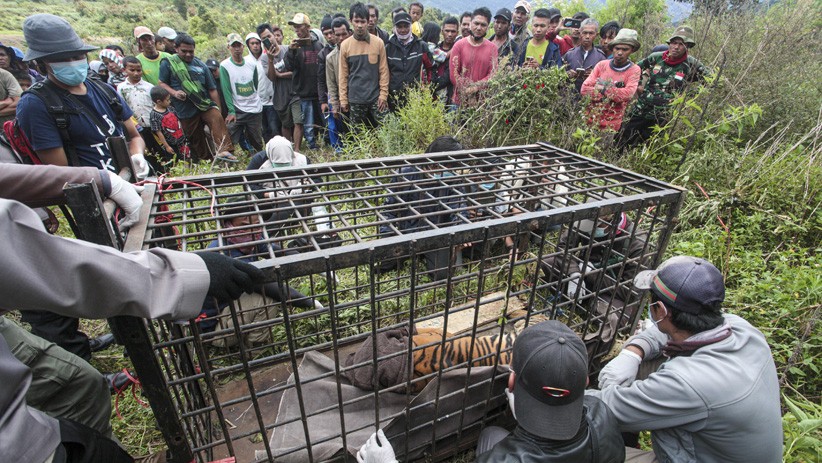 Harimau Sumatera Kena Perangkap setelah Masuk Permukiman Warga Solok - Bagian 3