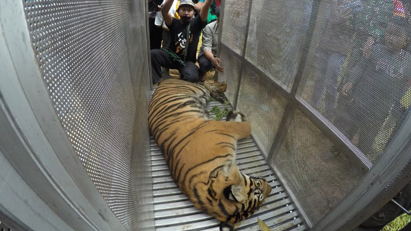 Satu Lagi Harimau Sumatera Masuk Perangkap Dievakuasi BKSDA Sumbar - Bagian 1