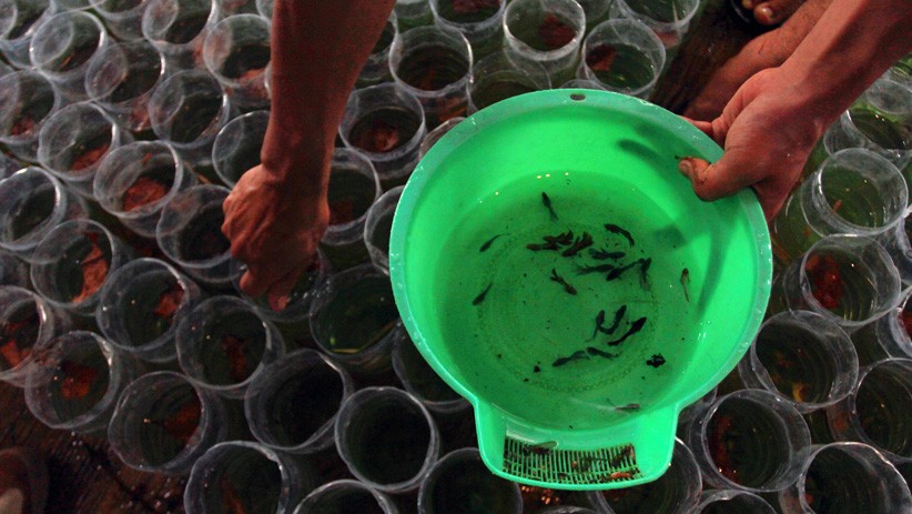 Pusat Budi Daya Ikan Cupang Serpong Mampu Jual 10.000 Ekor dalam Sebulan - Bagian 1