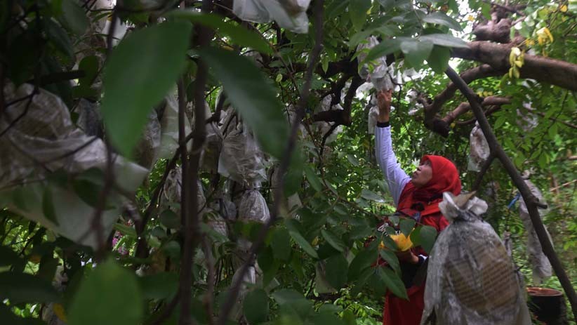 Asyiknya Memetik Belimbing di Agrowisata Tasikmadu Tuban - Bagian 4