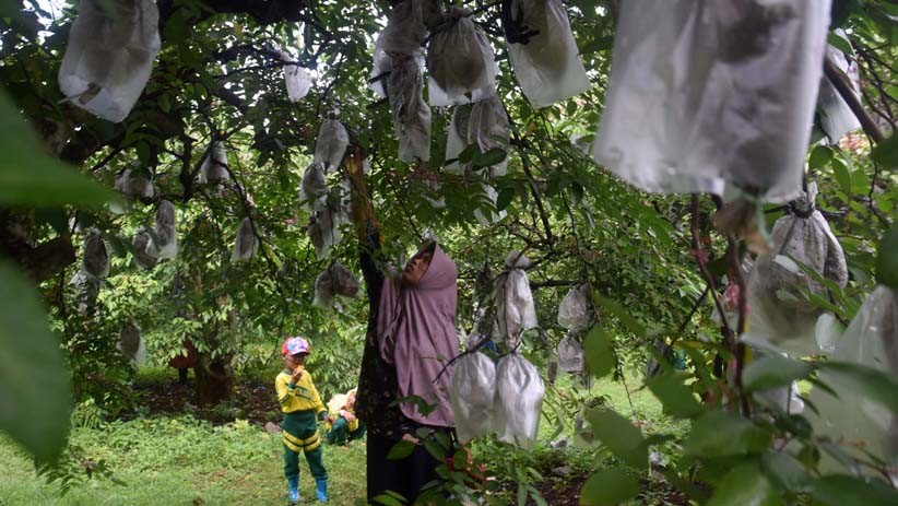 Asyiknya Memetik Belimbing di Agrowisata Tasikmadu Tuban - Bagian 3