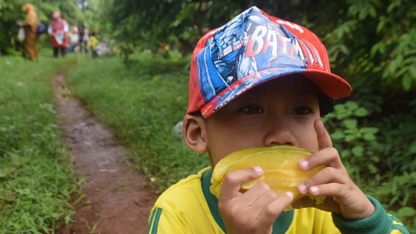 Asyiknya Memetik Belimbing di Agrowisata Tasikmadu Tuban - Bagian 1