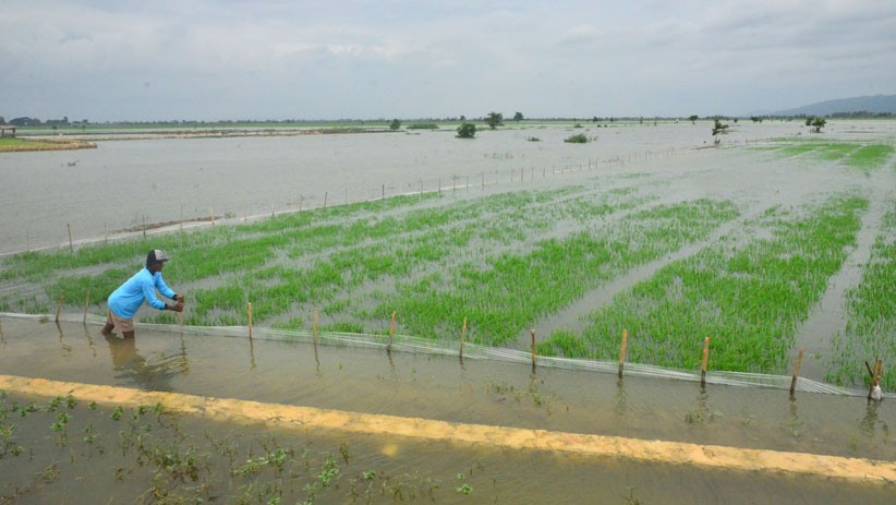 Banjir, Ribuan Hektare Sawah Desa Wonosoco Kudus Terancam Gagal Panen - Bagian 1