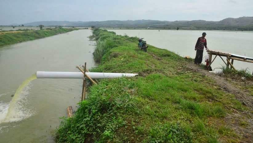 Banjir, Ribuan Hektare Sawah Desa Wonosoco Kudus Terancam Gagal Panen - Bagian 2