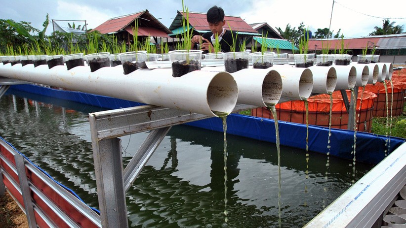 Kampung Ramah Lingkungan Bogor Budi Daya Lele, Seminggu Hasilkan 100 Kg Ikan - Bagian 2