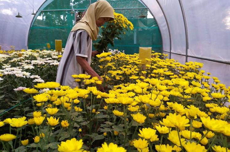 Permintaan Pasar Turun, Petani Bunga Krisan di Kulonprogo Merugi