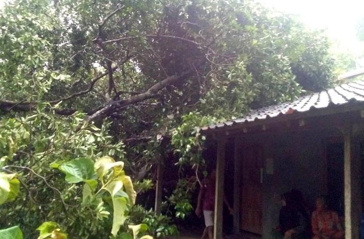Pohon Tumbang Timpa Rumah Warga di Gunungkidul
