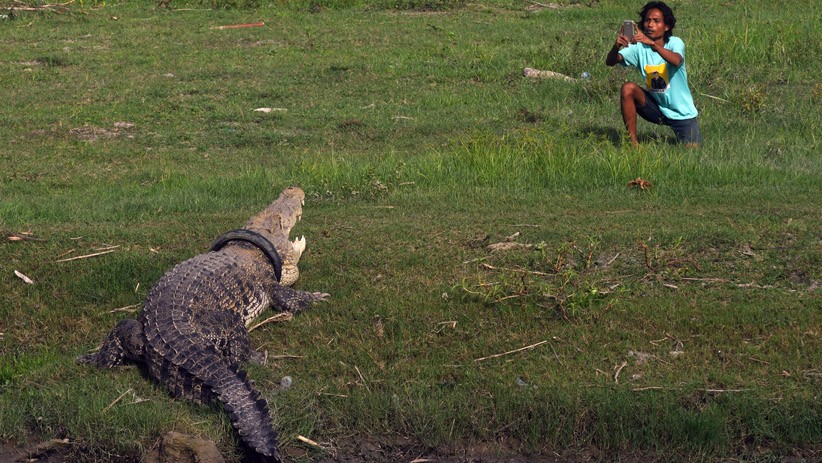 Nekat, Memotret Buaya Berkalung Ban dari Jarak Dekat di Palu - Bagian 1