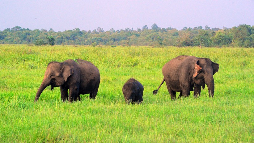Melihat Kehidupan Gajah Jinak di Taman Nasional Way Kambas - Bagian 2