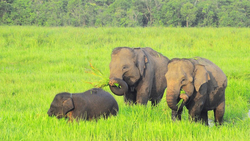Melihat Kehidupan Gajah Jinak di Taman Nasional Way Kambas - Bagian 1