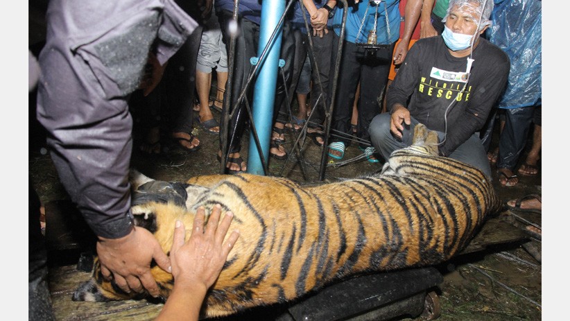 Harimau Sumatera Masuk Perangkap Dievakuasi BKSDA Aceh
