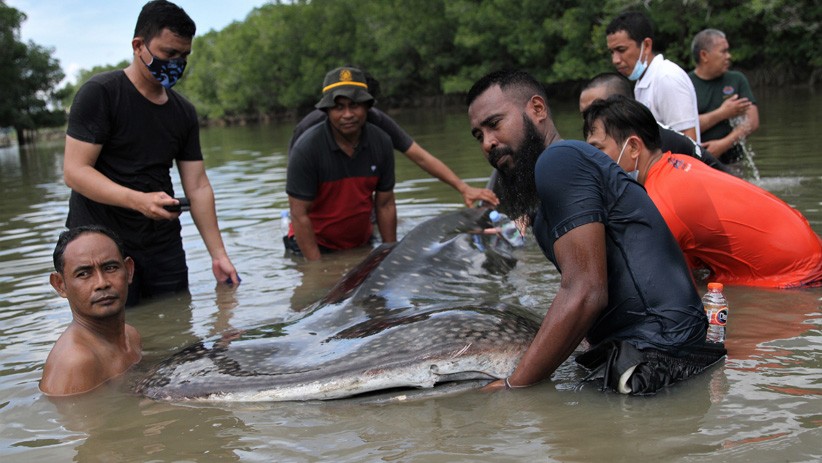 Terdampar, Hiu Paus Tutul Didorong Sejauh 5 Km di Sungai Wanggu Kendari - Bagian 3