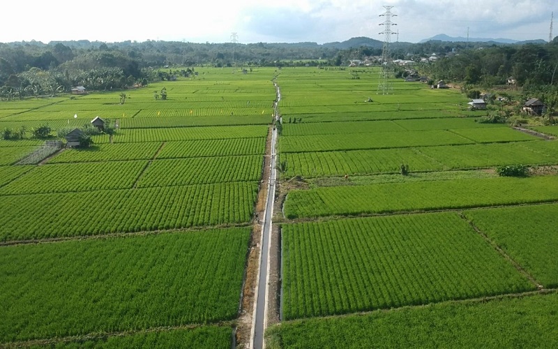 Tikus dan Ulat Serang Lahan Pertanian Warga di Bangka Tengah