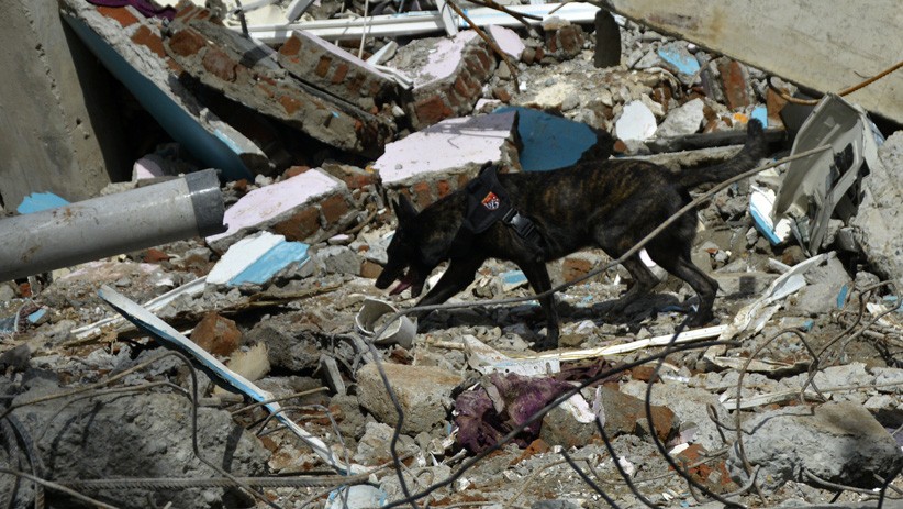 Anjing Pelacak Mabes Polri Dikerahkan Bantu Cari Korban Gempa Bumi Mamuju - Bagian 3