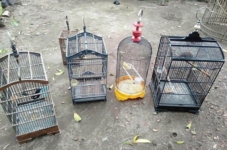 Kurang dari 24 Jam, Polsek Sleman Ungkap Kasus Pencurian Burung
