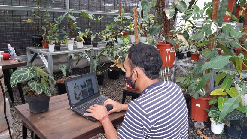 Penjualan Tanaman Hias secara Online Meningkat Drastis, Omzet Ratusan Juta - Bagian 1