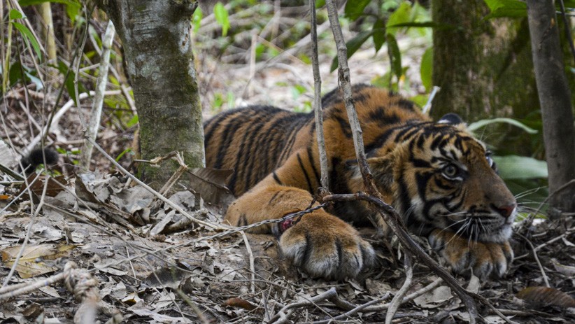 Detik-Detik Penyelamatan Anak Harimau Sumatera dari Jerat Pemburu - Bagian 1