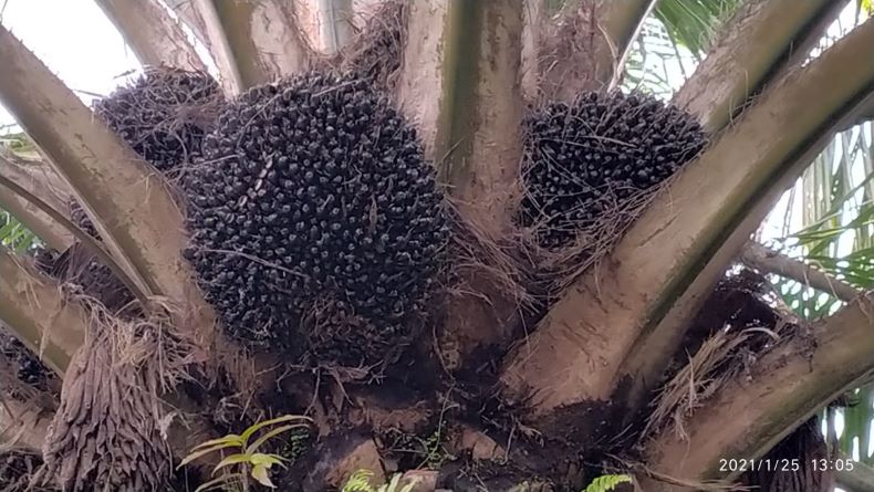 Kabar Baik, Harga Tandan Buah Sawit Tembus Rp1.700 per Kilogram