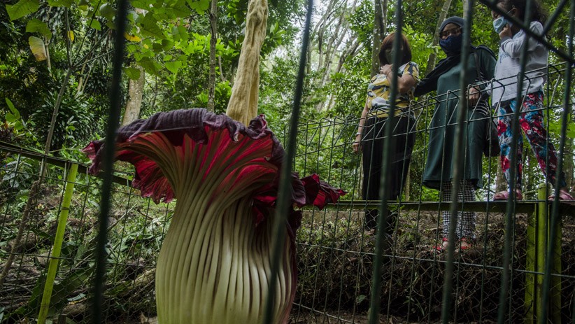 Bunga Bangkai Raksasa Mekar di Taman Hutan Raya Ir Djuanda Bandung - Bagian 2