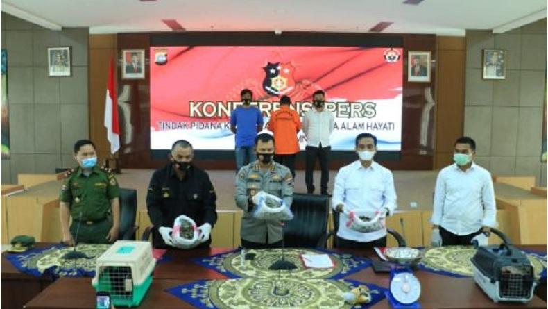 Jual Satwa Dilindungi dan Sisik Trenggiling, Warga Solok Ditangkap Polisi