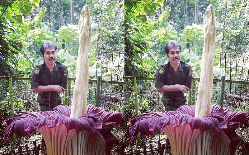Bunga Bangkai Mekar di Tahura Ir H Djuanda Bandung