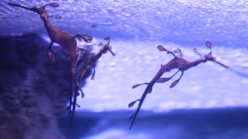 Penampakan Naga Laut, Koleksi Baru Jakarta Aquarium dan Safari - Bagian 1