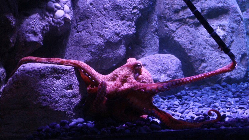 Penampakan Naga Laut, Koleksi Baru Jakarta Aquarium dan Safari - Bagian 2
