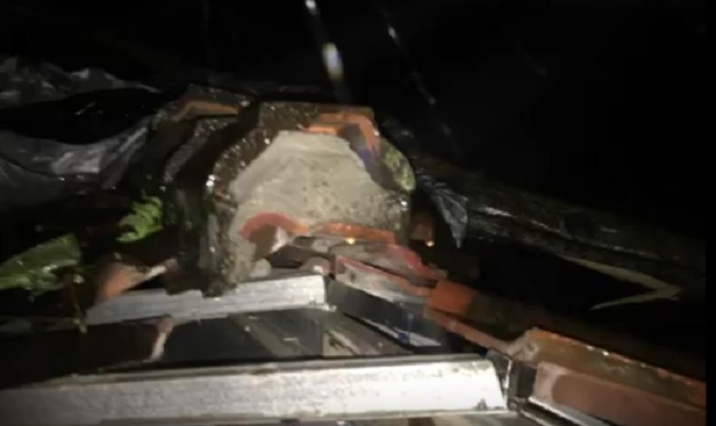 Cuaca Ekstrem, Pohon Setinggi 8 Meter di Gianyar Bali Tumbang Timpa Rumah Warga