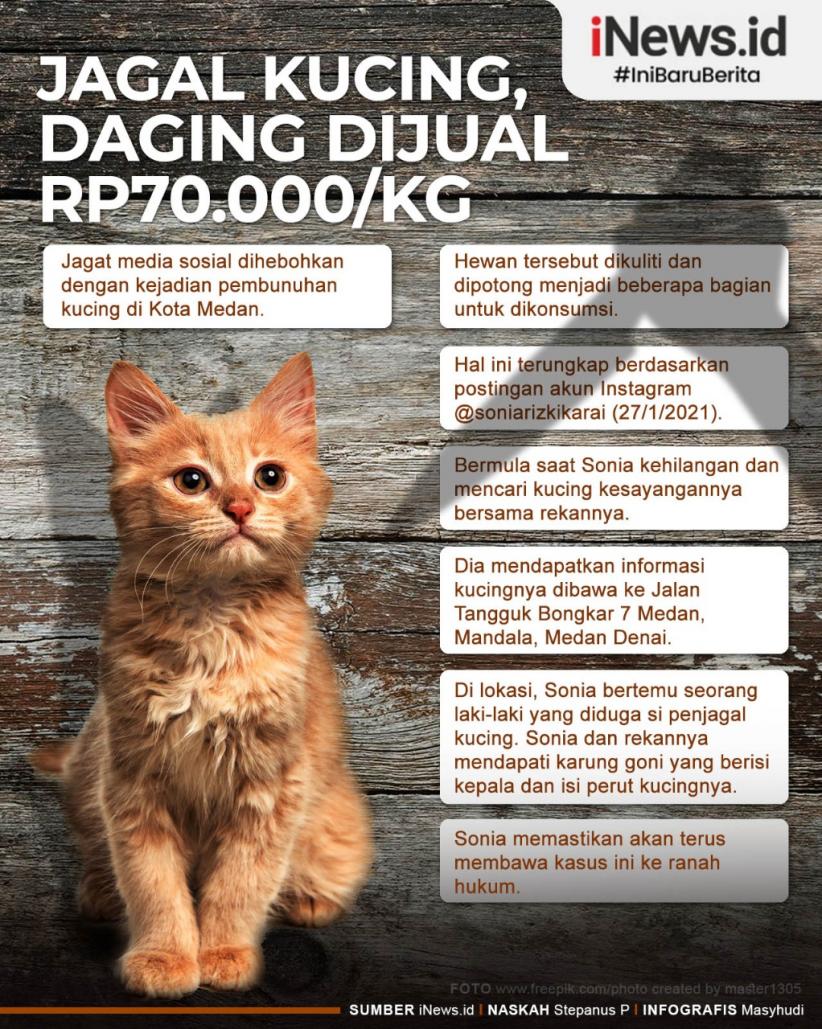 Infografis Viral Jagal Kucing di Medan untuk Dimakan, Harga Daging Dijual Rp70.000 per Kg