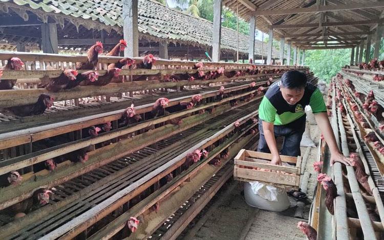 Harga Telur Ayam di Kulonprogo Menggelinding Turun, Peternak Terancam Merugi