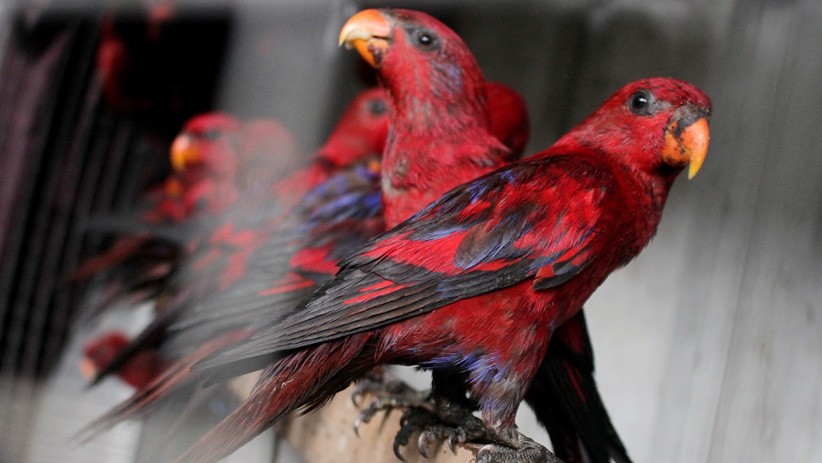 211 Ekor Burung Nuri Merah Maluku Gagal Diselundupkan - Bagian 1