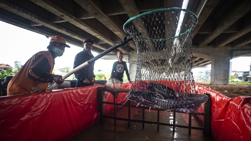 Kolong Tol Becakayu Dijadikan Tempat Budi Daya 6.000 Ikan Lele  - Bagian 1