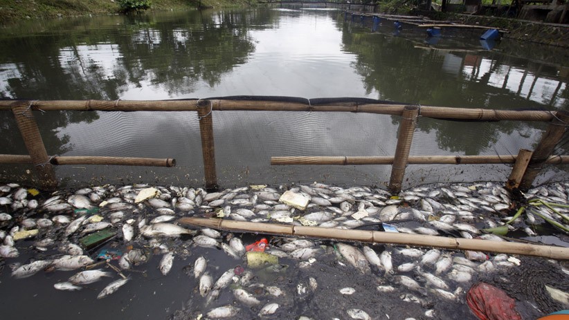 Penampakan Ribuan Ikan Mati Mendadak di Setu Citongtut Gunung Putri - Bagian 2