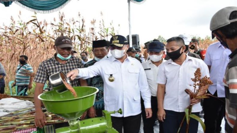 Beli Olahan Sorgum, Gubernur Erzaldi Panen Sendiri di Kebun Petani