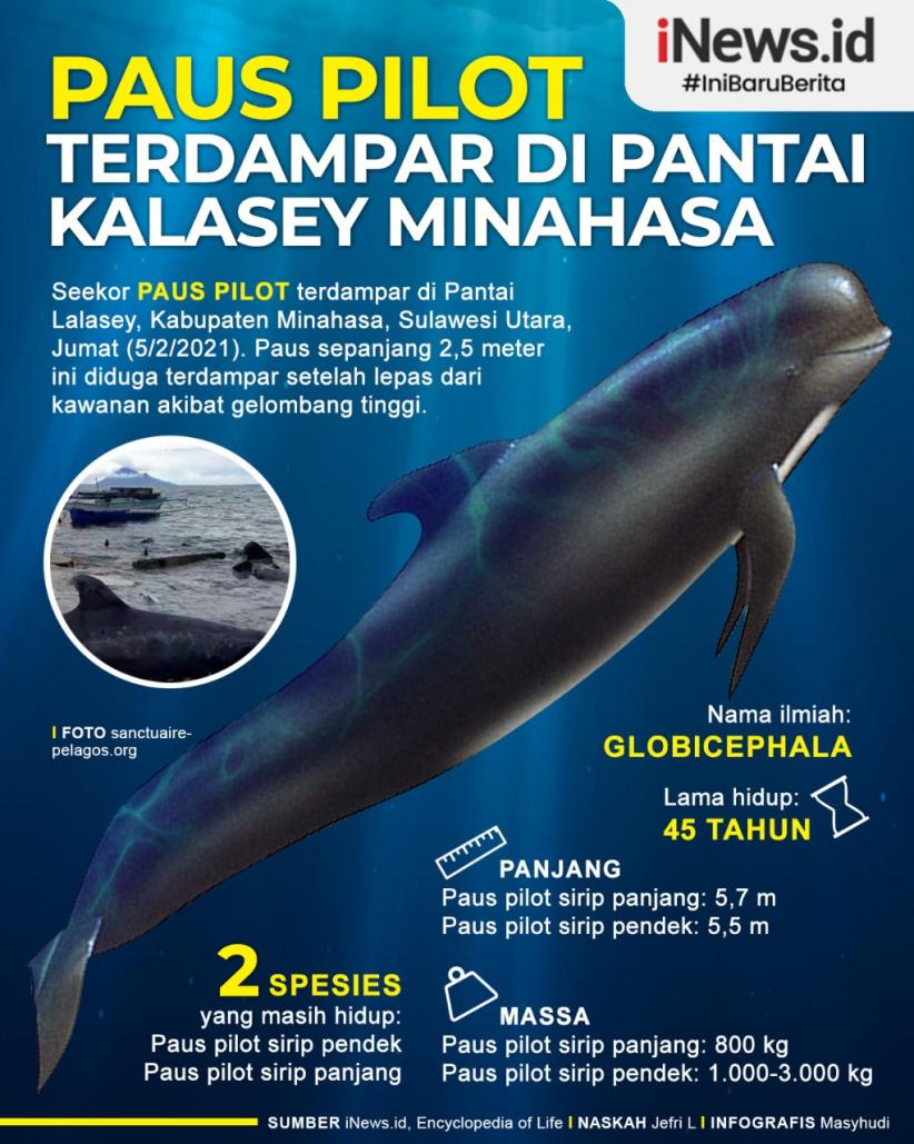 Infografis Paus Pilot Terdampar di Pantai Kalasey Minahasa