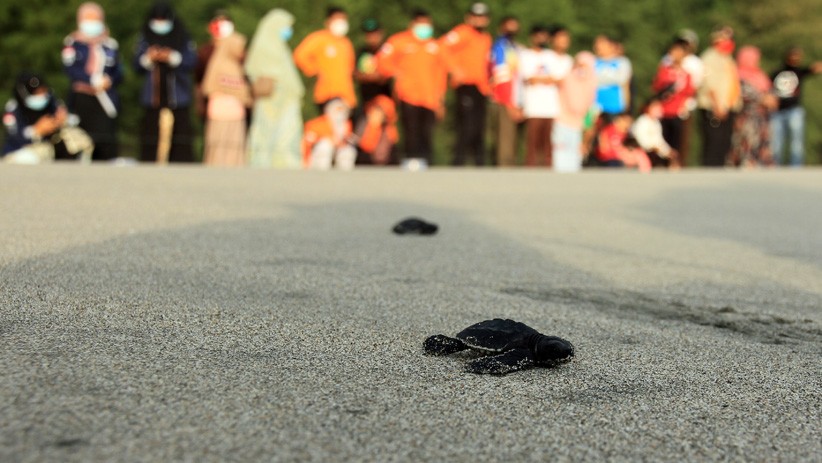 Belasan Ribu Ekor Anak Penyu Lekang dan Belimbing Dilepas ke Habitat - Bagian 3