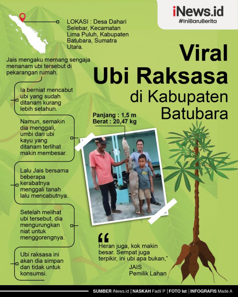 Infografis Penemuan Ubi Raksasa Seberat 20 Kg di Batubara