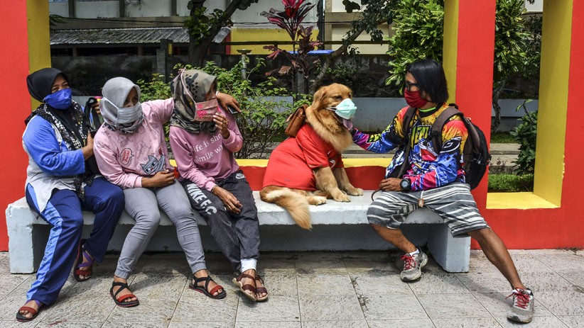 Anjing Jenis Golden Retriever Ini Dilatih agar Mematuhi Protokol Kesehatan - Bagian 4