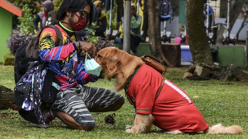 Anjing Jenis Golden Retriever Ini Dilatih agar Mematuhi Protokol Kesehatan - Bagian 3
