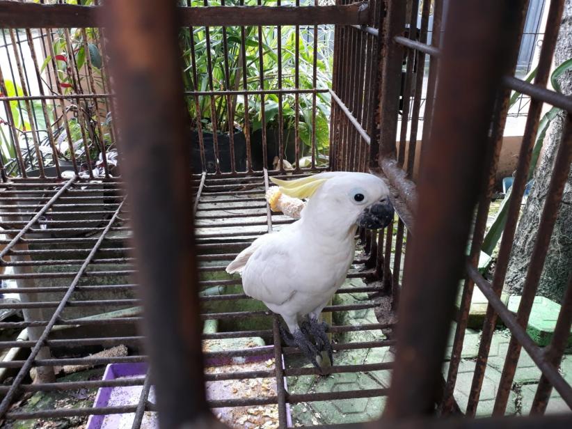 Warga Serang Serahkan Burung Kakatua Jambul Kuning ke BKSDA 
