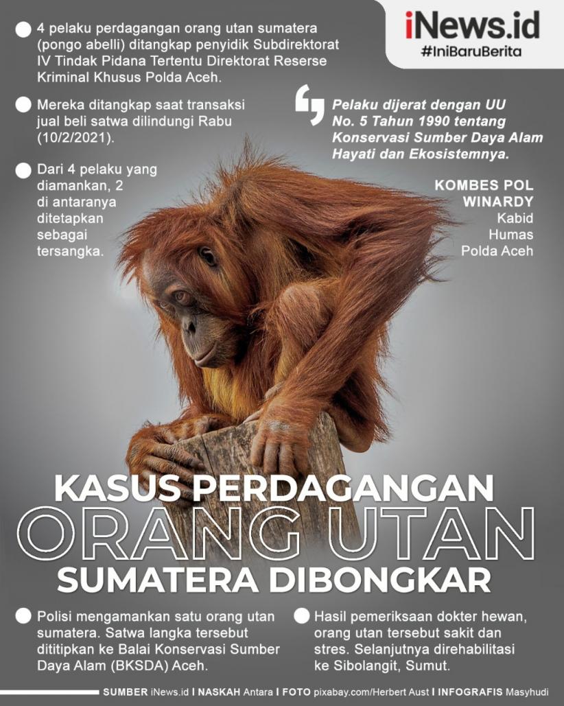 Infografis: Polisi Bongkar Perdagangan Orang Utan Sumatera di Aceh
