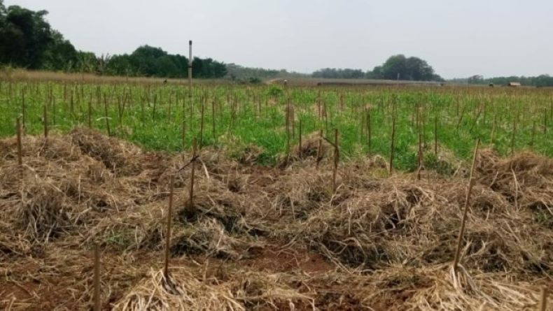  Masuki Musim Kemarau, Petani di Sleman Diminta Cek Sumber Mata Air