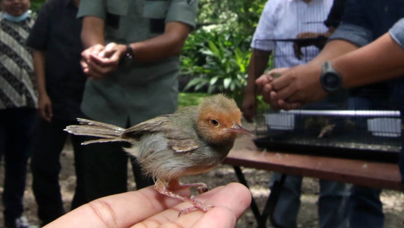 Berantas Hama, 75 Burung Prenjak Dilepas ke Hutan Wisata Djawatan Banyuwangi - Bagian 1